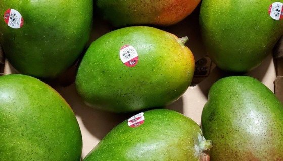 Mango