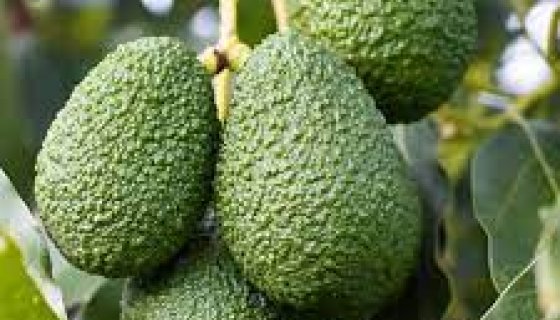 YeşilKaraman Avokado