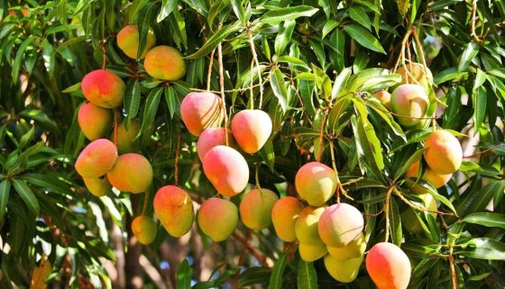 İmamlı Mango